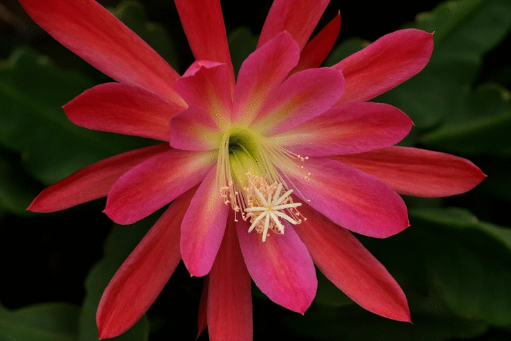 Flor de Maio
