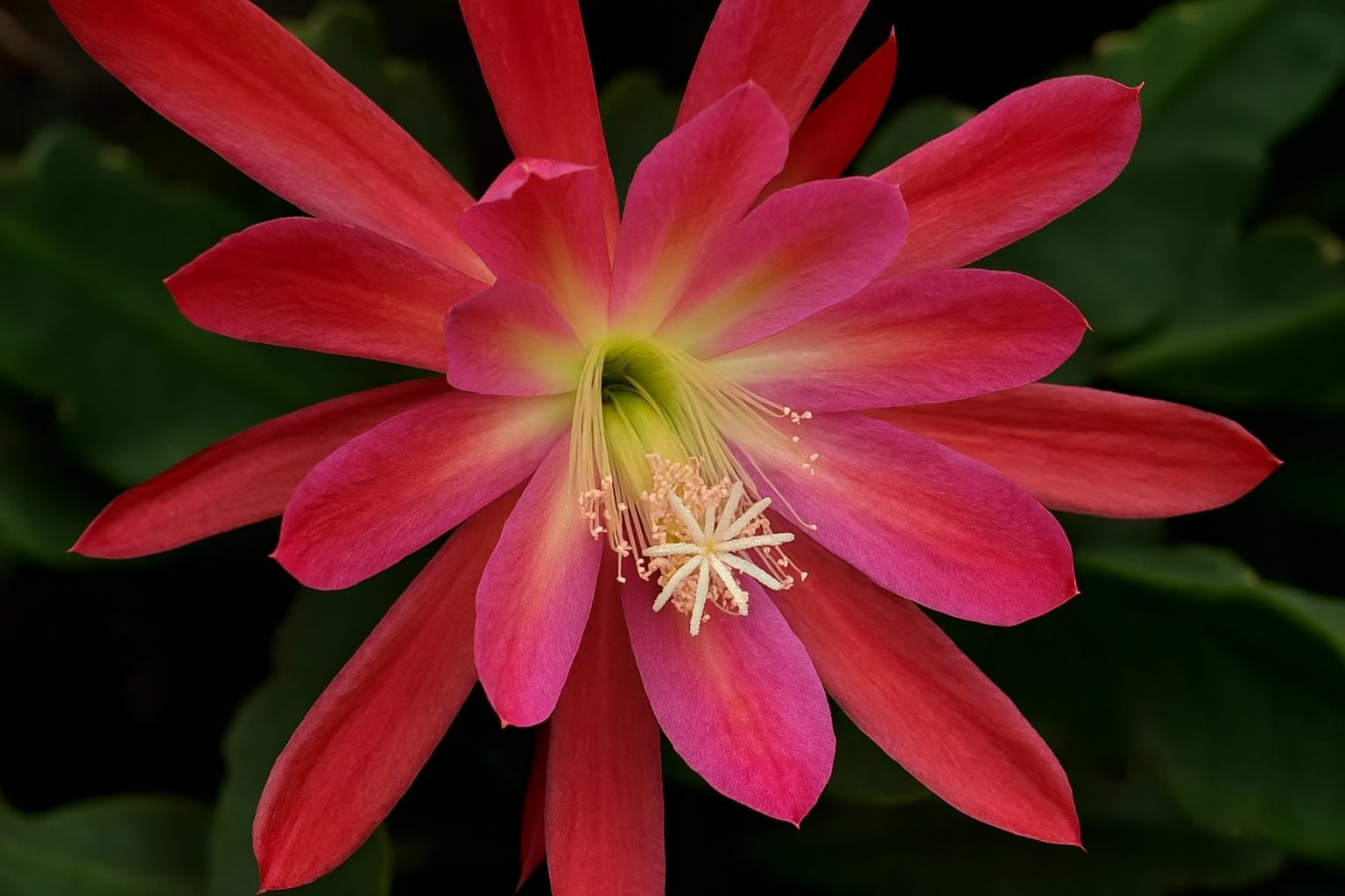 Flor de Maio